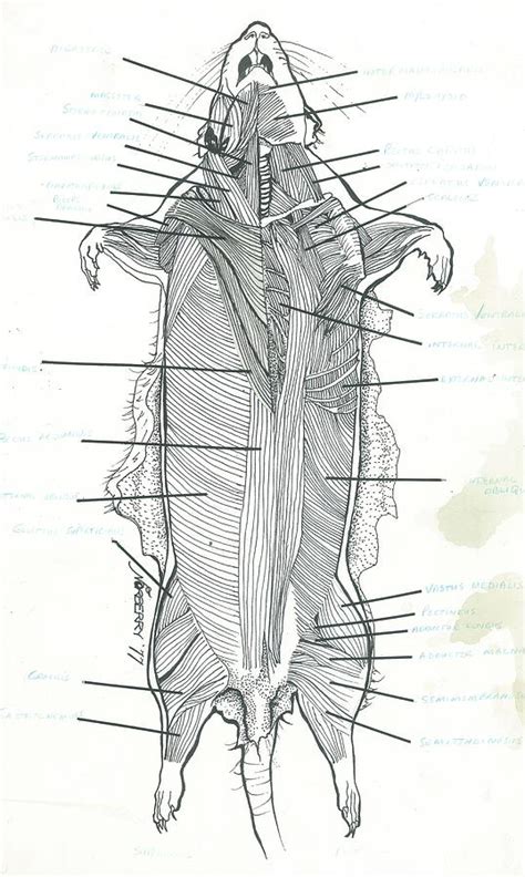 Superficial Dissection Rat Musculature Drawing By Valerie Vanorden