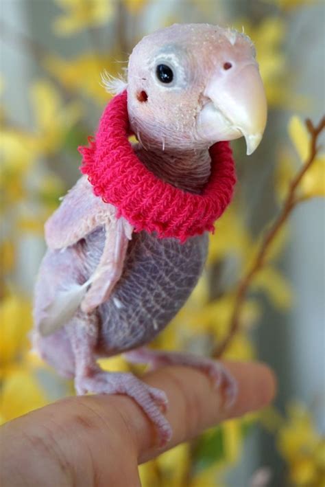 Cute Bird Dressed In Tiny Knitted Jumpers Becomes Unlikely Instagram Star Cute Birds Bird Parrot