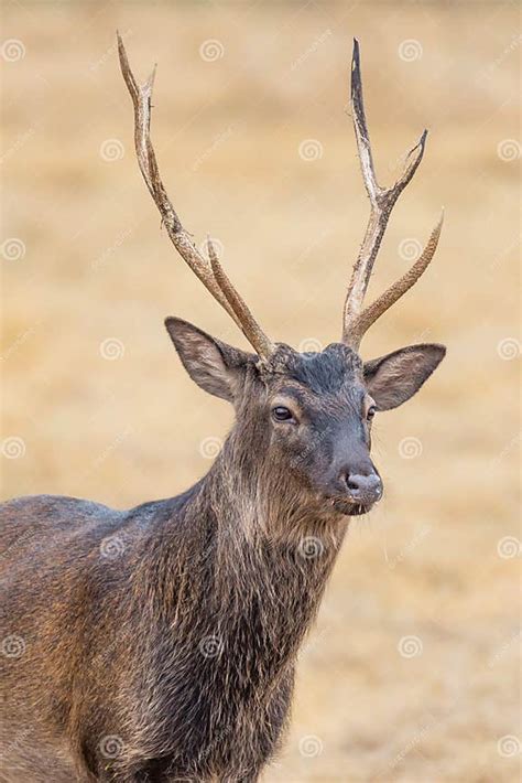 Sika Deer Close Up Stock Photo Image Of Stag Sika Field 60445900