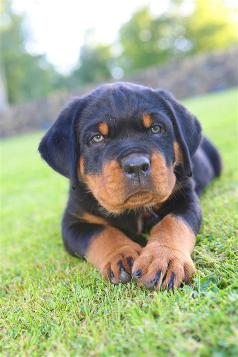Pin By Janine Pierik On For The Dogsand Cats Puppies Rottweiler