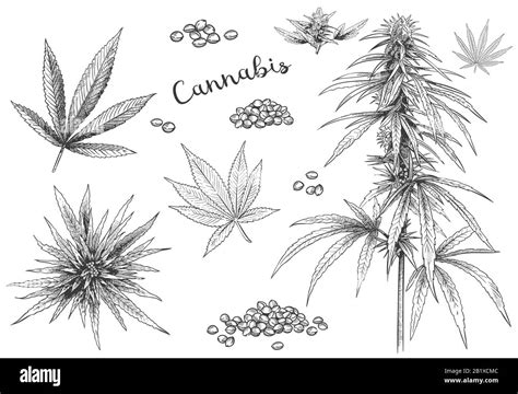 Cannabis Hand Drawn Hemp Seeds Leaf Sketch And Cannabis Plant Vector