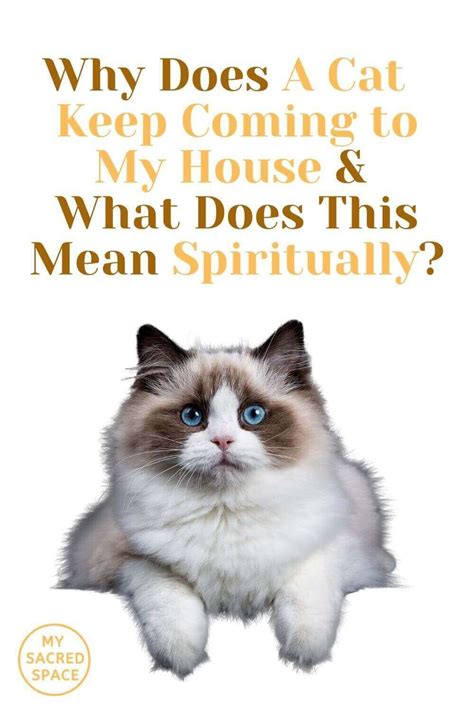 Cat coming to my house superstition. Why Does A Cat Keep Coming to My House and What Does This ...