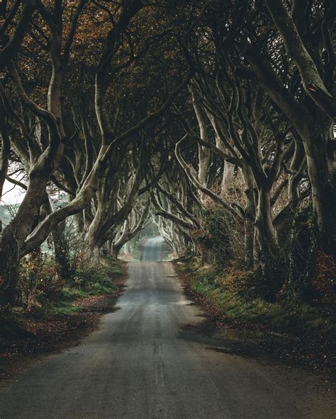 The Dark Hedges In Northern Ireland Oc 4000 X 5000 Earth Images