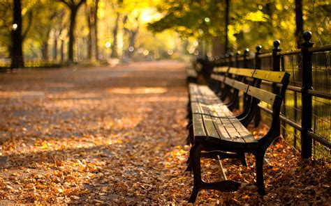 Bench Full Hd Wallpaper And Background Image 1920x1200 Id282163