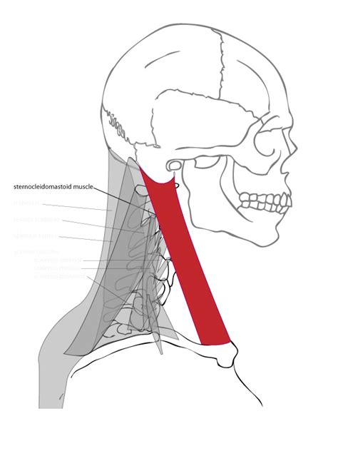 Human Neck Diagrams Toysilope