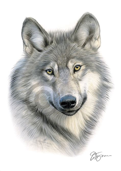Grey Wolf Colour Pencil Drawing Print A4 A3 Signed By Uk Artist Artwork Ebay
