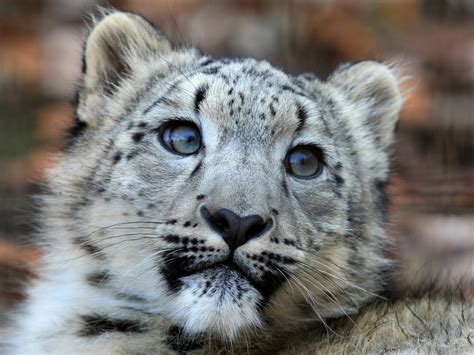 Snow Leopard Conservancy Ensuring Snow Leopard Survival And