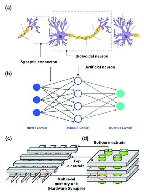 schematic diagrams of a a biological neural network and b an download scientific diagram