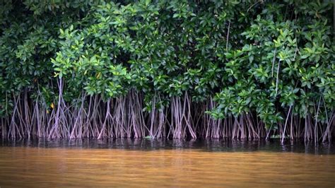 how mangroves protect coastlines and store carbon giving compass