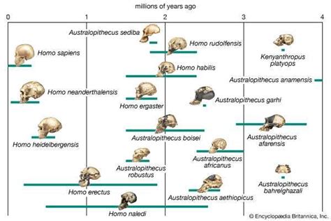Human Evolution Stages And Timeline