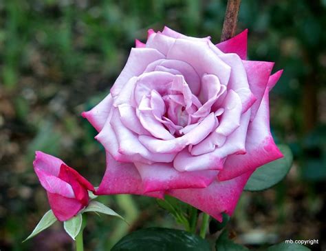 Photo Of Rose Rosa Paradise Uploaded By Margieny