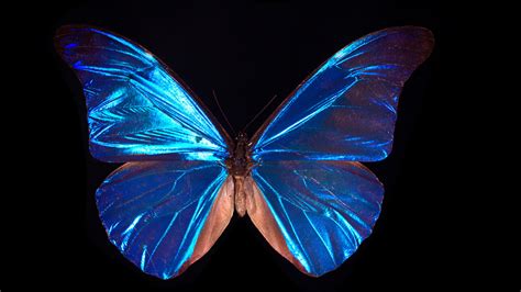 Morpho Butterfly Wings01 Current