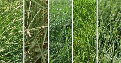 How To Identify Popular Lawn Grass Species