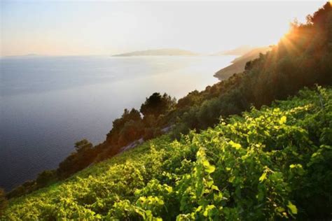 As Famosas Vinícolas Da Península Croata Pelješac ⋆ Adrianysus Wine