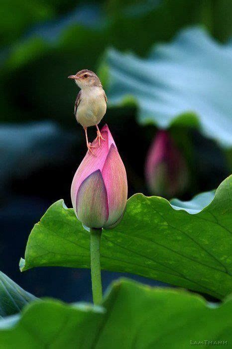 6276 Best Birds Images On Pinterest Beautiful Birds