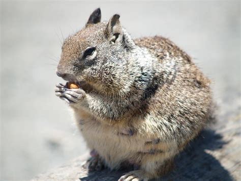 Squirrel California Coast Stock Image Image Of Animal 41318727