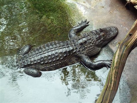 Alligator Zoochat