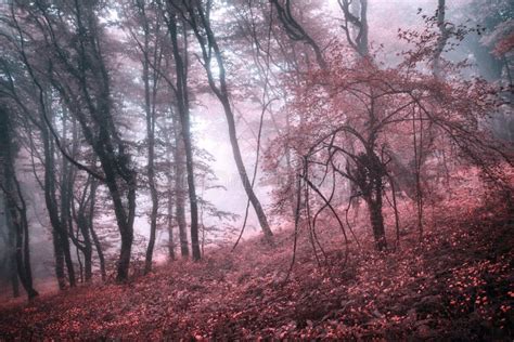 Mysterious Spring Forest In Fog With Pink Leaves And Red Flowers Stock