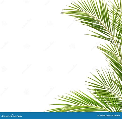 Green Palm Branches In A Frame Stock Image Image Of Closeup Palm