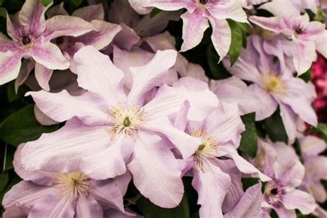 Maybe you would like to learn more about one of these? Clematis: A Shade Garden Superstar | Flowering vines ...