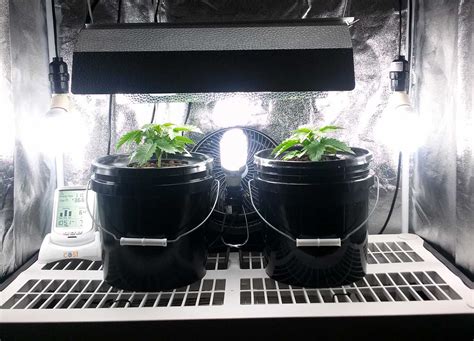 Fluorescent light bulbs for growing weed. How Far Away Do I Keep My Grow Lights? | Cannabis Growing ...