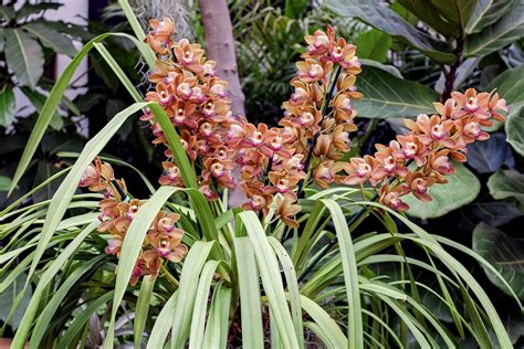 Choose from thousands of hotel discounts & cheap hotel rooms. 2020 Botanical Garden Orchid Show Preview » Lindsay's ...