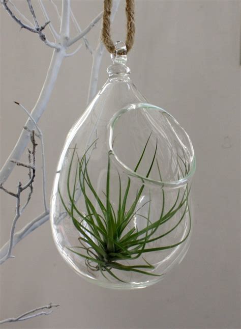 Hand Blown Glass Plant Globe Hanging Terrarium Etsy