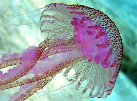 Jellyfish Facts Youre 100 Going To Want To Read