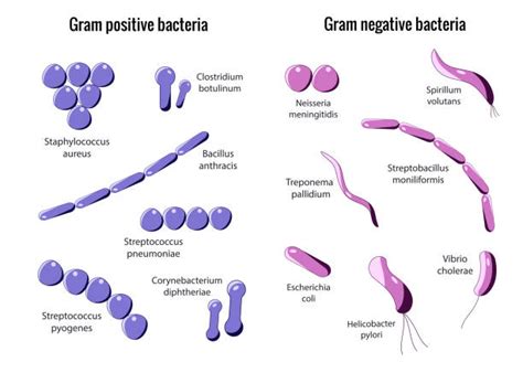 Streptococcus Pyogenes Illustrations Royalty Free Vector Graphics