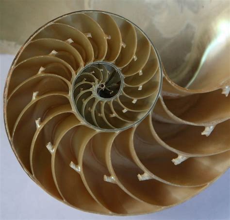 Chambered Nautilus Shell Detail Fibonacci Spiral Nature Geometry