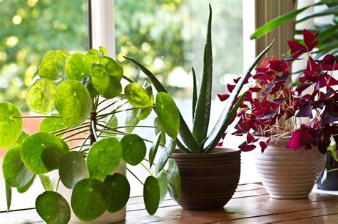 5 Indoor Plant Benefits That You Should Know About Got News Wire