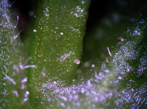 Broad Mites In Ornamental Crops Part Challenges And Treatments Msu Extension