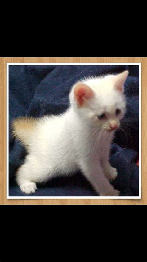 Check our listings for kittens for sale here and click on the links to our breeders below to. Siamese Cats For Sale | Rochester, NY #285519 | Petzlover