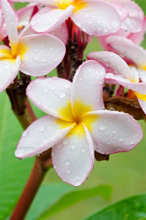 Premium Photo Close Up Pink Yellow Plumeria Or Frangipani Flowers