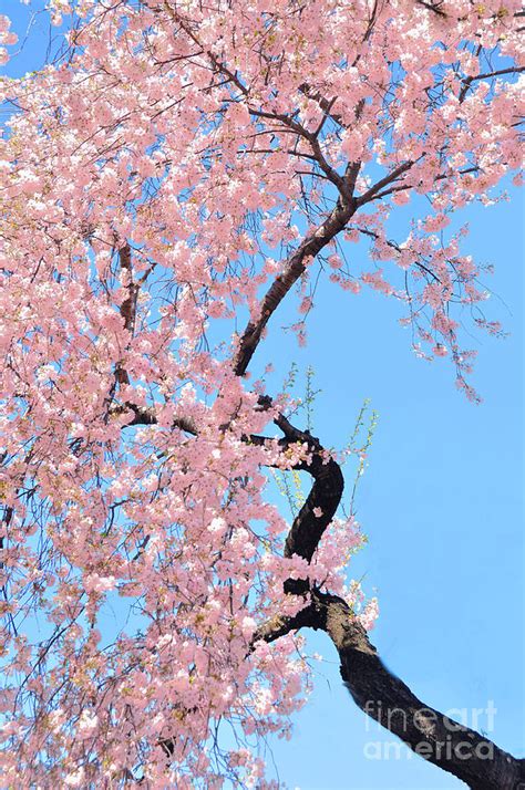 Cherry Blossom Trilogy Iii Photograph By Regina Geoghan Fine Art America