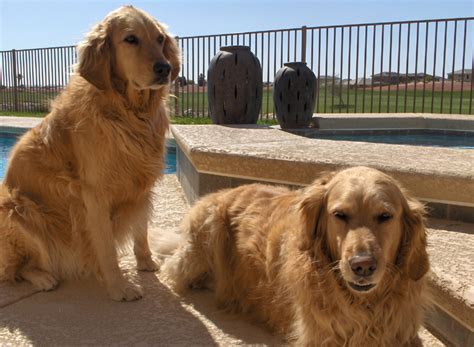 Maybe you would like to learn more about one of these? Golden Retriever Rescue Southern Nevada for Furever Homes