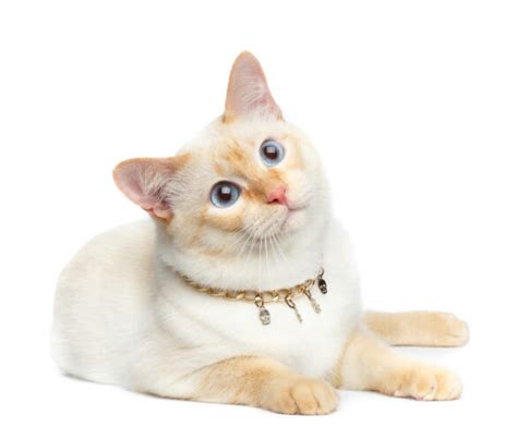 Flame Point Siamese Cat Everything You Need To Know Pets Gal