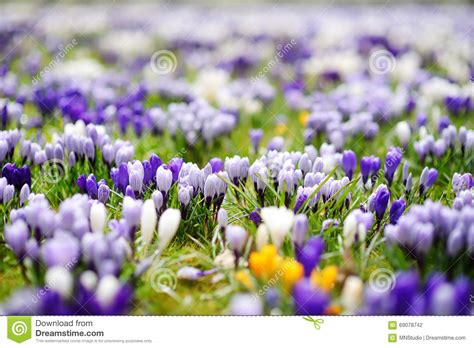 Blooming Crocus Flowers In The Park Spring Landscape Stock Photo