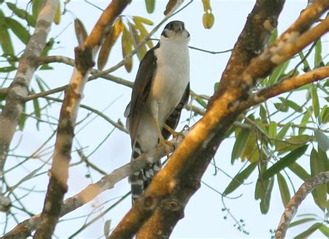Habilita o personagem a controlar uma ave de rapina. Falcão-relógio (Micrastur semitorquatus) | Aves de Rapina ...