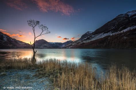 Buttermere Lone Tree Sunrise On Buttermere At The Lake District By