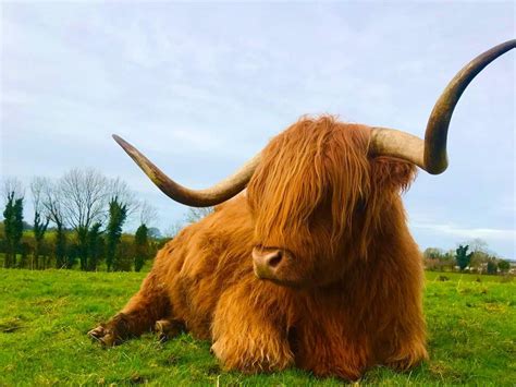 Highland Cattle Breeder From Longford Acquires Stock From The Queen