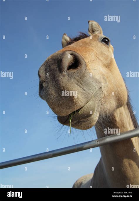 Funny Horse Face Hi Res Stock Photography And Images Alamy