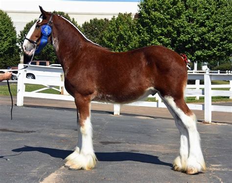 Classic City Clydesdales Stallions Big Horses Horses Clydesdale Horses