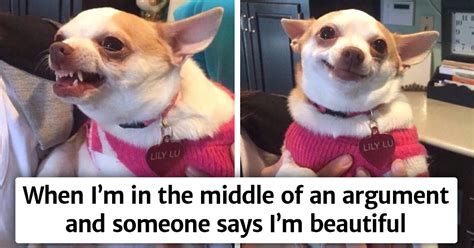 15 Dogs With Facial Expressions That Look So Human Its Hilarious