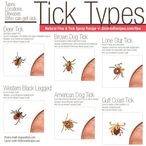 Gimmiefreebies Tick Repellent Ticks On Dogs Ticks