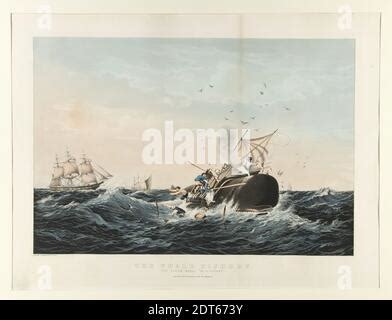 The Whale Fishery The Sperm Whale In A Flurry Stock Photo Alamy