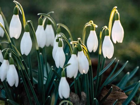 How Deep To Plant Snowdrop Bulbs Gardening Tips Advice And Inspiration