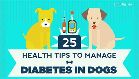 25 Ways To Manage Diabetes In Dogs With Infographic