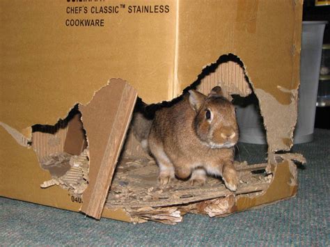 Why Do Rabbits Eat Cardboard Explained Bunnycare