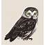 Illustration Drawing Style Of Owl  Download Free Vectors Clipart